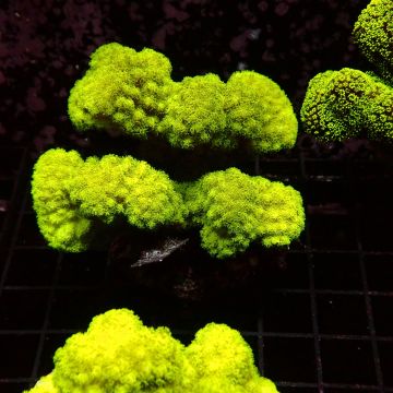 Pocillopora damicornis vert 7-10 cm